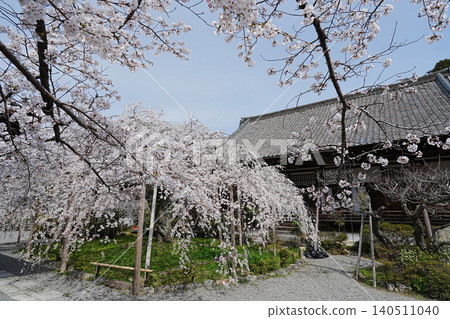 Bamboo cherry blossoms of Kyoto Yamashina Bishamonto Bamboo cherry blossoms of Kyoto Yamashina Bishamonto 140511040