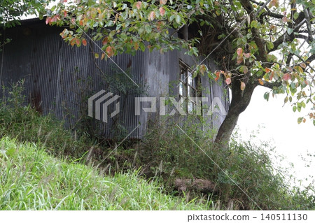 Wall covered with ivy Wall covered with ivy 140511130
