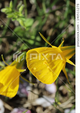 春天花園裡盛開的黃色水仙花(Narcissus bulbocodium)。 春天花園裡盛開的黃色水仙花(Narcissus bulbocodium)。 140511278
