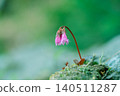 陽光透過林間樹木灑下，映照著嬌嫩的岩茉莉花，閃閃發光。 140511287