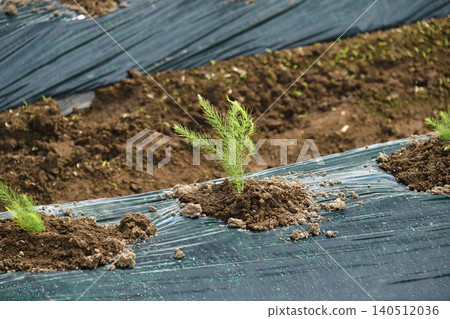 Asparagus seedlings photographed in Atsusabetsu Town, Hokkaido in early summer. 140512036