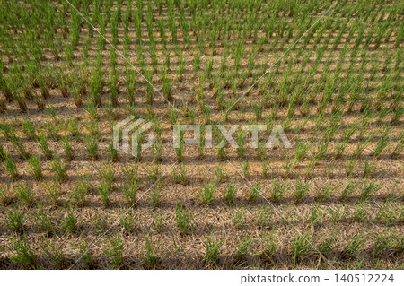 paddy field, rice field, autumn 140512224