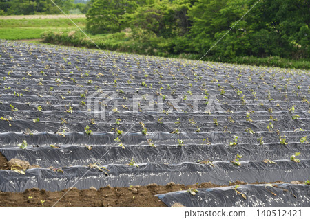 A photograph of a sweet potato field in Atsusabetsu Town, Hokkaido, in early summer, after planting has finished. A photograph of a sweet potato field in Atsusabetsu Town, Hokkaido, in early summer, after planting has finished. 140512421