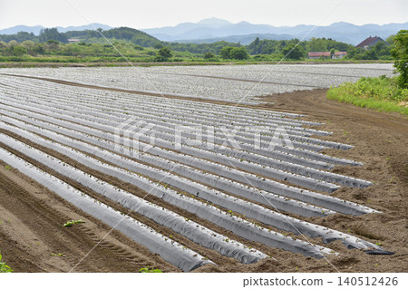 A photograph of a sweet potato field in Atsusabetsu Town, Hokkaido, in early summer, after planting has finished. A photograph of a sweet potato field in Atsusabetsu Town, Hokkaido, in early summer, after planting has finished. 140512426