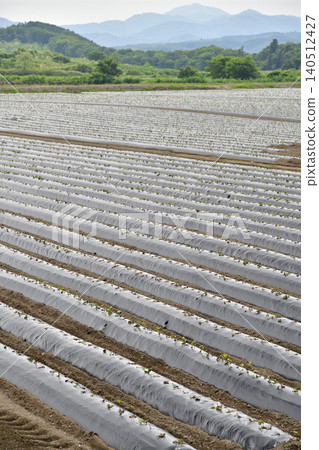 A photograph of a sweet potato field in Atsusabetsu Town, Hokkaido, in early summer, after planting has finished. 140512427