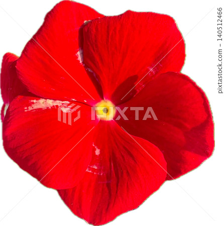red poppy isolated on white red poppy isolated on white 140512466