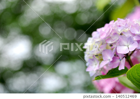 雨季的繡球花 140512469