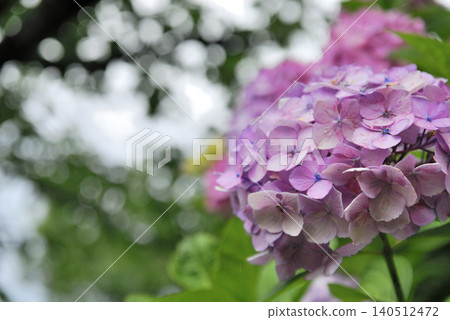 雨季的繡球花 140512472
