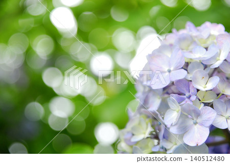 雨季的繡球花 140512480