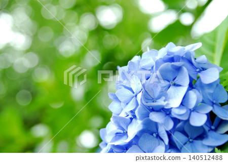 雨季的繡球花 140512488