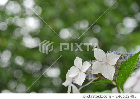雨季的繡球花 雨季的繡球花 140512495