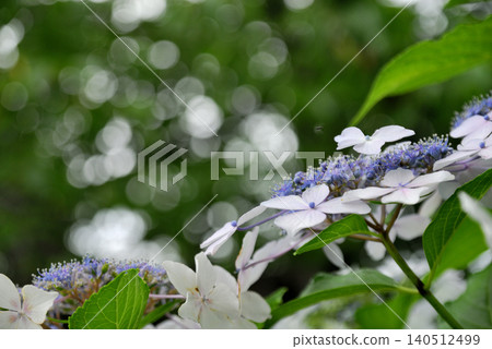 雨季的繡球花 雨季的繡球花 140512499