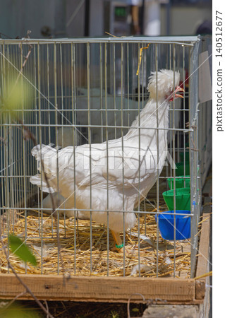 White Polish Chicken White Polish Chicken 140512677