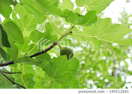 A fig I saw in my neighborhood A fig I saw in my neighborhood 140512691