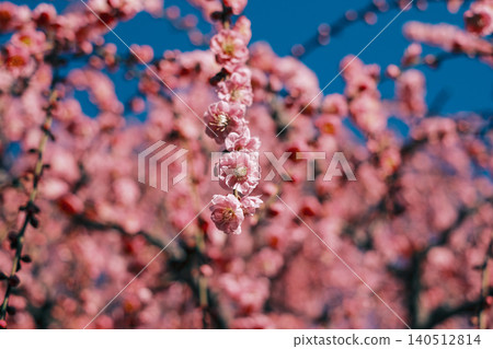 【#Plants】Yagi's Weeping Plum 【#Plants】Yagi's Weeping Plum 140512814