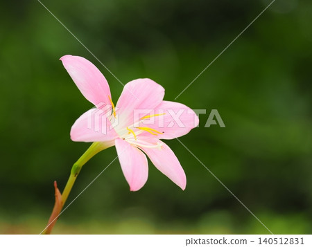 漂亮的單花 漂亮的單花 140512831