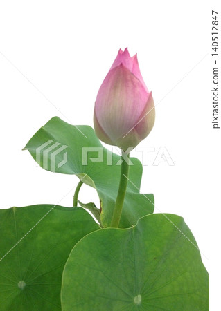 一朵蓮花,粉紅色的花苞點綴在白色背景上。 一朵蓮花,粉紅色的花苞點綴在白色背景上。 140512847