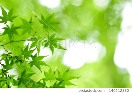 Fresh green season Fresh green season 140512880