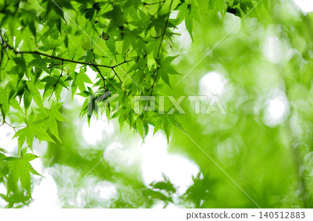 Fresh green season Fresh green season 140512883