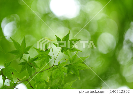 Fresh green season Fresh green season 140512892