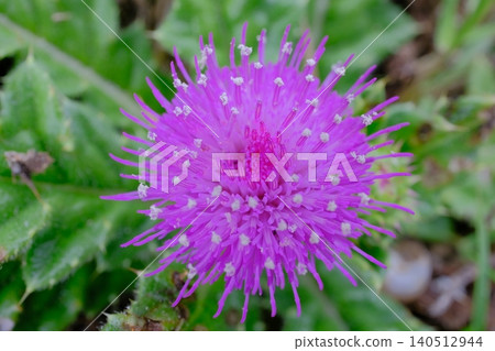 A close-up of Iriomote thistles blooming at Ongan Cape on Ishigaki Island. A close-up of Iriomote thistles blooming at Ongan Cape on Ishigaki Island. 140512944