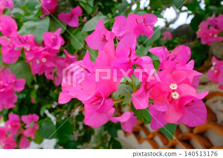 Image photo of Okinawa with plaster walls and tropical flowers in bloom Image photo of Okinawa with plaster walls and tropical flowers in bloom 140513176
