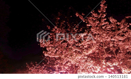 Cherry blossoms in full bloom, illuminated against the dark night sky. Cherry blossoms in full bloom, illuminated against the dark night sky. 140513181