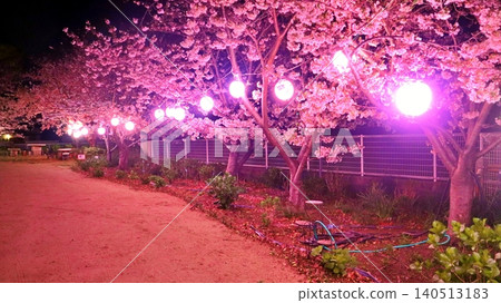 夜晚,公園裡盛開的春櫻花在燈籠的襯托下顯得格外美麗。 夜晚,公園裡盛開的春櫻花在燈籠的襯托下顯得格外美麗。 140513183