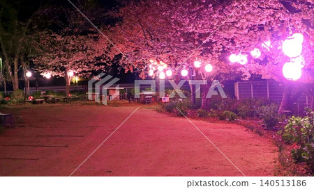 Spring cherry blossoms illuminated at night adorn the park. Spring cherry blossoms illuminated at night adorn the park. 140513186