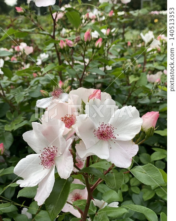 White and pink flowers with green leaves in garden setting suitable for background or nature themes White and pink flowers with green leaves in garden setting suitable for background or nature themes 140513353