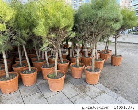 Potted pine trees on outdoor pavement with buildings in background Potted pine trees on outdoor pavement with buildings in background 140513373
