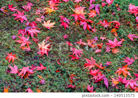Autumn Maple Leaves on Mossy Ground Create Vibrant Red Nov 26 2025 140513573