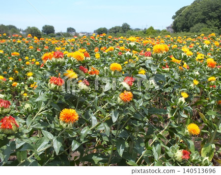 Safflower Viewing Field A (Kawadadani, Okegawa City, Saitama Prefecture) Safflower Viewing Field A (Kawadadani, Okegawa City, Saitama Prefecture) 140513696