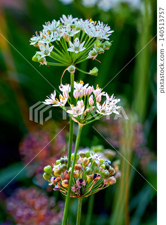 inflorescences of a Garliced chives 140513757