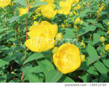 Hypericum hedge 140513784
