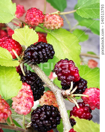 Mulberries hanging in clusters Mulberries hanging in clusters 140513793