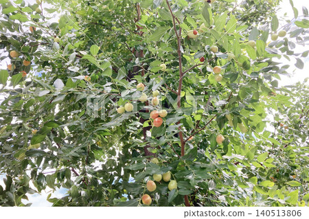 Shiny jujube fruit Shiny jujube fruit 140513806