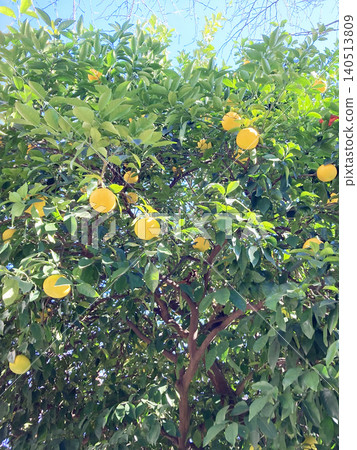 Shade of a summer orange tree Shade of a summer orange tree 140513809