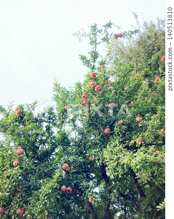 Pomegranate Tree Pomegranate Tree 140513810