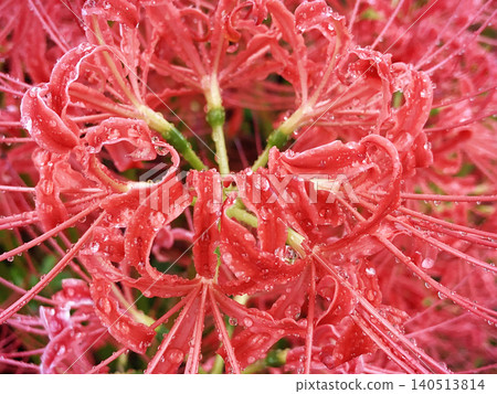 Cluster amaryllis dripping in the rain Cluster amaryllis dripping in the rain 140513814