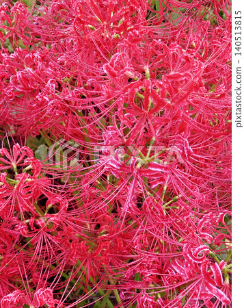 Cluster amaryllis after the rain 140513815