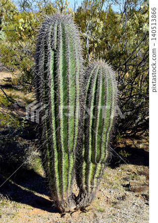 Young Saguaro Cactus Sonora desert Arizona 140513866