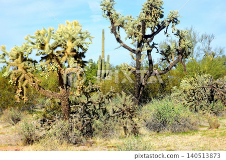 Old Saguaro Cactus Sonora desert Arizona 140513873
