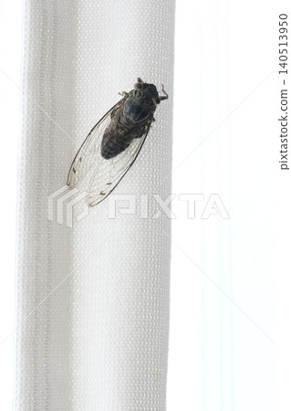 Image material of the end of summer of a cicada on a curtain Image material of the end of summer of a cicada on a curtain 140513950