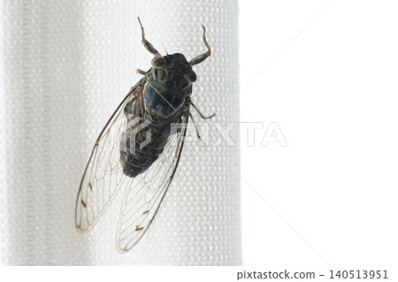 Image material of the end of summer of a cicada on a curtain Image material of the end of summer of a cicada on a curtain 140513951