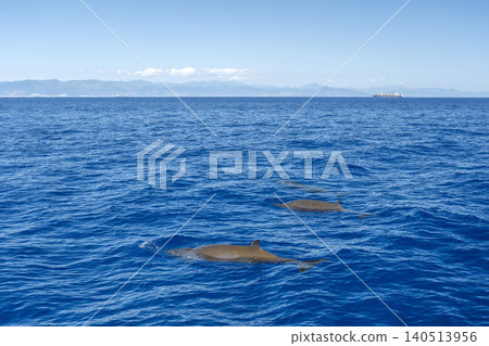 Group of three cuvier's beaked whale juvenile on sea surface Ziphius Cavirostris in mediterranean Sea, ultra rare to see with a container ship on the back Group of three cuvier's beaked whale juvenile on sea surface Ziphius Cavirostris in mediterranean Sea, ultra rare to see with a container ship on the back 140513956