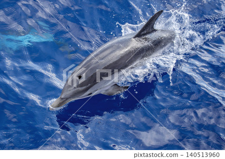 wild striped dolphin captured midair above sparkling blue ocean water entering water with nose, with spray and reflection emphasizing motion in marine wildlife seascape. wild striped dolphin captured midair above sparkling blue ocean water entering water with nose, with spray and reflection emphasizing motion in marine wildlife seascape. 140513960