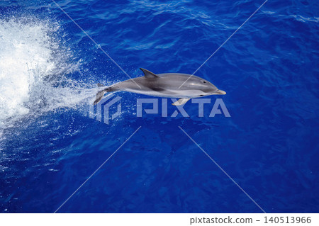 jump of wild striped dolphin captured midair above sparkling blue ocean water, with spray and reflection emphasizing motion, playfulness and freedom in a bright marine wildlife seascape. 140513966