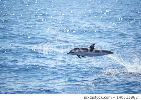 Big jump of a wild striped dolphin captured midair above sparkling blue ocean water, with big jump spray and reflection emphasizing motion, playfulness and freedom 140513968