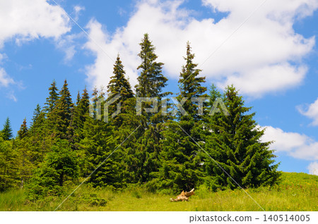 Scenic horizontal view of tall green pine trees growing on a lush mountain meadow under a bright blue sky with white clouds, capturing beautiful wilderness nature. Scenic horizontal view of tall green pine trees growing on a lush mountain meadow under a bright blue sky with white clouds, capturing beautiful wilderness nature. 140514005